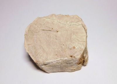 Dřevitý opál - Brhlovice-Bory u Levice, Slovensko